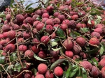 夏季时令水果陆续上市，荔枝降价超两成 - 广东大洋网