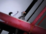 一只大鸟挡住地铁去路，原来是国家二级保护动物 - 广东大洋网