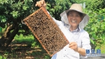 　　蜂农正在荔枝园放蜂采蜜。新华网发（罗素玲 摄） - 新浪广东