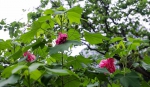 木芙蓉今年将三度开花，近日可前往观赏拍摄 - 广东大洋网