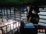 斗门海关关员对供澳活猪进行出口前临床检查。　杨俊英 摄 - 中国新闻社广东分社主办