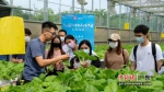 走访“鱼菜共生”蔬菜种植基地。通讯员供图 - 中国新闻社广东分社主办