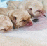萌神驾到！广州导盲犬学校培育的第一窝导盲犬宝宝出生啦 - 广东大洋网