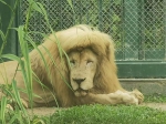 “发型随风变”！广州动物园“齐刘海”狮子换发型了 - 广东大洋网