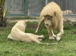 “发型随风变”！广州动物园“齐刘海”狮子换发型了 - 广东大洋网
