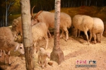 一批可爱的动物亮相广州正佳雨林生态植物园。通讯员 供图 - 中国新闻社广东分社主办