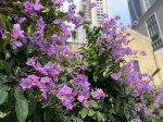 好美！广州街头这种鲜花盛开，花期超长兼叶茂遮阳 - 广东大洋网