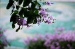 大花紫薇稀有“双色”品种现身华南植物园，龙船花已在路上 - 广东大洋网