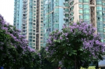 大花紫薇稀有“双色”品种现身华南植物园，龙船花已在路上 - 广东大洋网