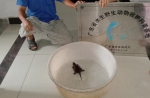 ​南沙居民捡到怪龟，竟是国家重点保护野生动物 - 广东大洋网