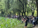 珠江公园现“鱼跃莲花” 引游客追拍 - 广东大洋网