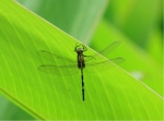 发现中国新纪录，海珠湿地昆虫图谱再刷新 - 广东大洋网