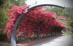 为什么花城天桥总是搭配这种花？听听三角梅的“广州故事” - 广东大洋网