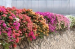 为什么花城天桥总是搭配这种花？听听三角梅的“广州故事” - 广东大洋网