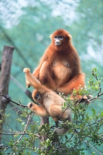 “明朗”、“明晖”，广州动物园两只金丝猴宝宝有名字啦！ - 广东大洋网
