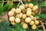 龙眼+荔枝的后代！华农教授揭示新水果“脆蜜”生长奥秘 - 广东大洋网