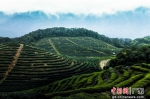 梅州兴宁荒山上种植油茶树。广东省林业局 供图 - 中国新闻社广东分社主办