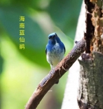 仲秋时节珠江公园已现旅鸟踪迹 - 广东大洋网