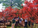 假期直击：市民游客登高赏花，感受广州生态之美 - 广东大洋网