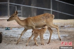 海南坡鹿妈妈正在给宝宝哺乳 广州动物园 供图 - 中国新闻社广东分社主办