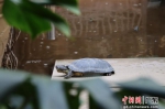 乌龟在养殖龟池里活动。 作者 浈宣 供图 - 中国新闻社广东分社主办