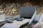 乌龟在养殖龟池里活动。 作者 浈宣 供图 - 中国新闻社广东分社主办