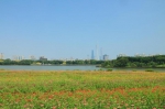 湿地润花城！广州湿地保护管理工作成效显著 - 广东大洋网