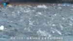 广东湛江“黄金鱼”的丰收季 - 新浪广东