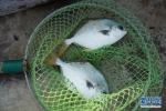 　　赖日贵打捞了两条金鲳鱼，准备在船上烹饪。新华网 伍嘉炜 摄 - 新浪广东