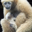 广州动物园时隔17年再次成功繁殖长臂猿 - 广东大洋网