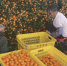 广州从化的橘园里，果农们正在对砂糖橘进行选果和分级。李静 摄 - 中国新闻社广东分社主办