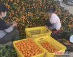 广州从化的橘园里，果农们正在对砂糖橘进行选果和分级。李静 摄 - 中国新闻社广东分社主办