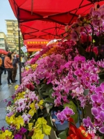 冷空气挡不住迎春“热” 越秀这些花市分会场等你来 - 广东大洋网