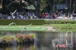 2日是全球第27个“世界湿地日”，广州长隆飞鸟乐园展现湿地生态勃勃生机。 作者 陈骥旻 - 中国新闻社广东分社主办