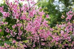 花城广州揭开“赏樱季”序幕，“高盆樱桃”打响头炮 - 广东大洋网