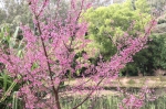 花城广州揭开“赏樱季”序幕，“高盆樱桃”打响头炮 - 广东大洋网