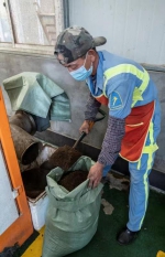 废弃年花年桔去哪儿了？复种美化环境，堆肥助力环保 - 广东大洋网