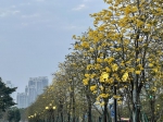 黄花风铃木来了！这条全广州“最美花路”即将上线 - 广东大洋网