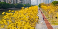春天像秋天，广州未来十天难有雨 - 广东大洋网
