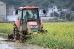 多年生水稻落地广州，种一次可连续收割4-5年 - 广东大洋网