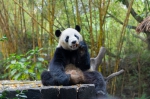 长隆发起“我为熊猫种棵竹”植树节公益活动 助力熊猫家园建设 - 新浪广东