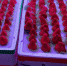 10元一斤！江南市场草莓价格降了2成 - 广东大洋网