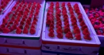 10元一斤！江南市场草莓价格降了2成 - 广东大洋网