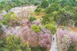 “春日限定”赏花季 到天鹿湖森林公园看禾雀花 - 广东大洋网