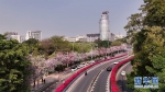 　　图为被鲜花簇拥的广州高架桥，宛如散落在城市的空中花园。新华网发（黄巧珠 摄） - 新浪广东