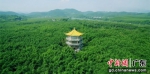 广宁是全国有名的竹子之乡。主办方 供图 - 中国新闻社广东分社主办