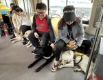 国际导盲犬日｜坐9路车，或偶遇敬业的汪星人 - 广东大洋网