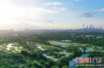 广东广州海珠国家湿地公园。受访者 供图 - 中国新闻社广东分社主办