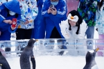 正佳企鹅冰雪世界推出大湾区唯一的真企鹅见面会。 - 新浪广东