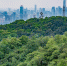全国首单公园城市景观林保险落地广州 - 广东大洋网